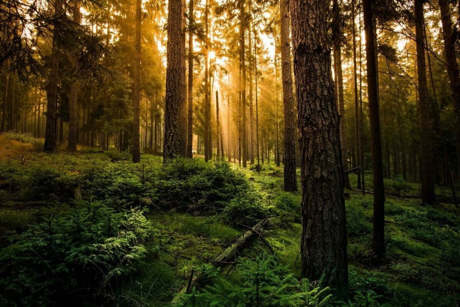 В Лидском лесхозе с 20 августа введен запрет на посещение лесов