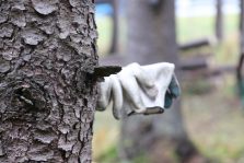 Акция «Чистый лес» пройдет в Беларуси 9 октября