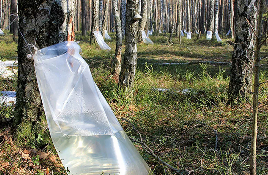 Заготовка гражданами древесных соков и мха.