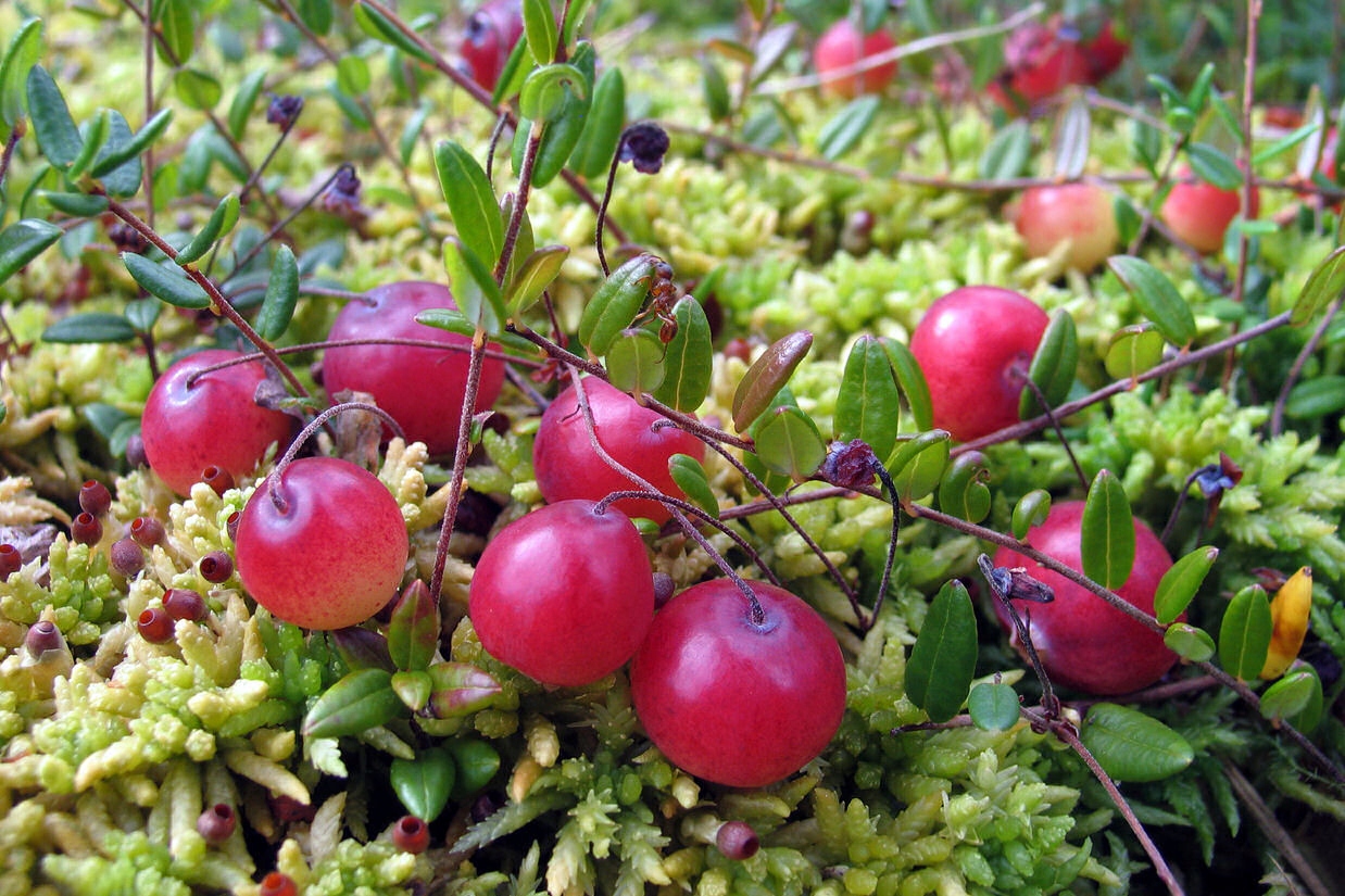 О сроках сбора, заготовки (закупки) дикорастущих ягод брусники и клюквы на территории Гродненской области в 2023 году