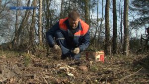 В Беларуси пройдет добровольная республиканская акция «Неделя леса»