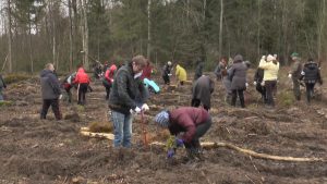 Лидчане поддержали республиканскую акцию «Неделя леса»