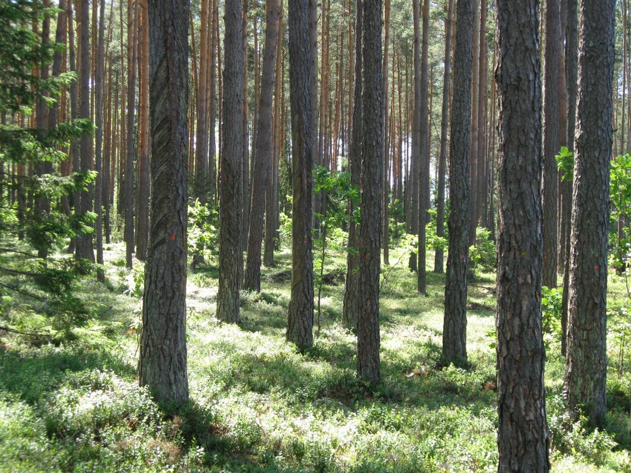 Устойчивое управление лесами Гродненского ГПЛХО