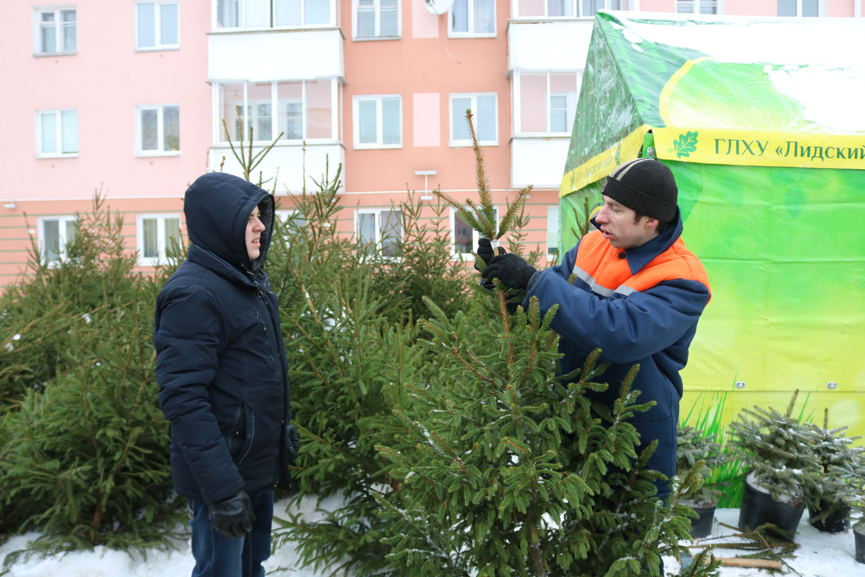 Продажи новогодних деревьев стартуют в Лиде с 17 декабря
