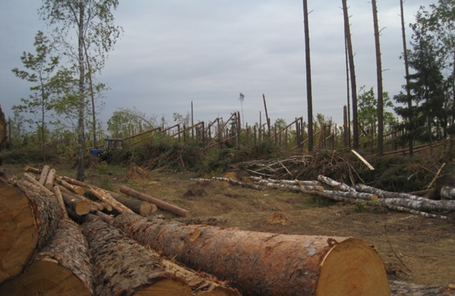 Лидчанам предлагают помочь в наведении порядка в лесу. А заодно – задешево запастись дровами