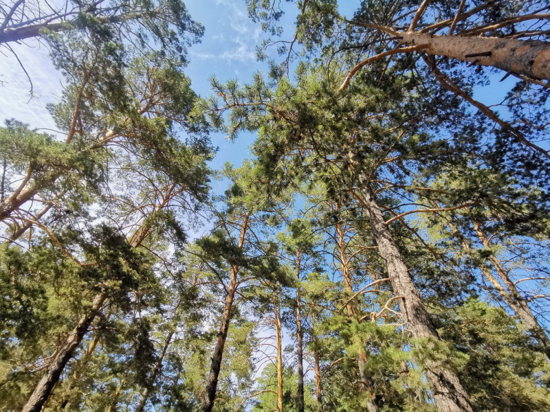 Запреты и ограничения на посещение лесов введены в 68 районах страны, в том числе в Лидском